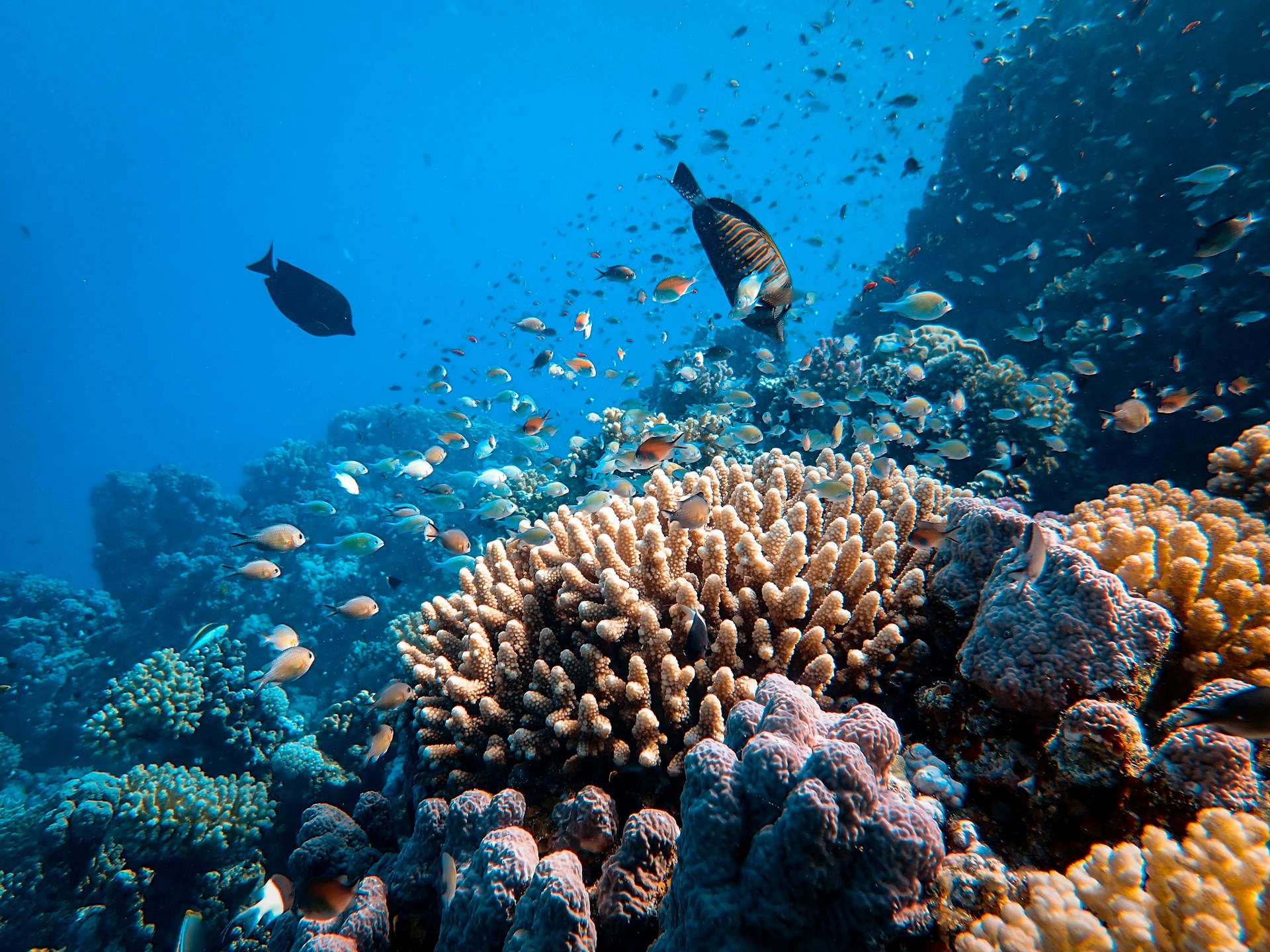 Freediver gliding down along a colourful reef wall in sunlit blue water