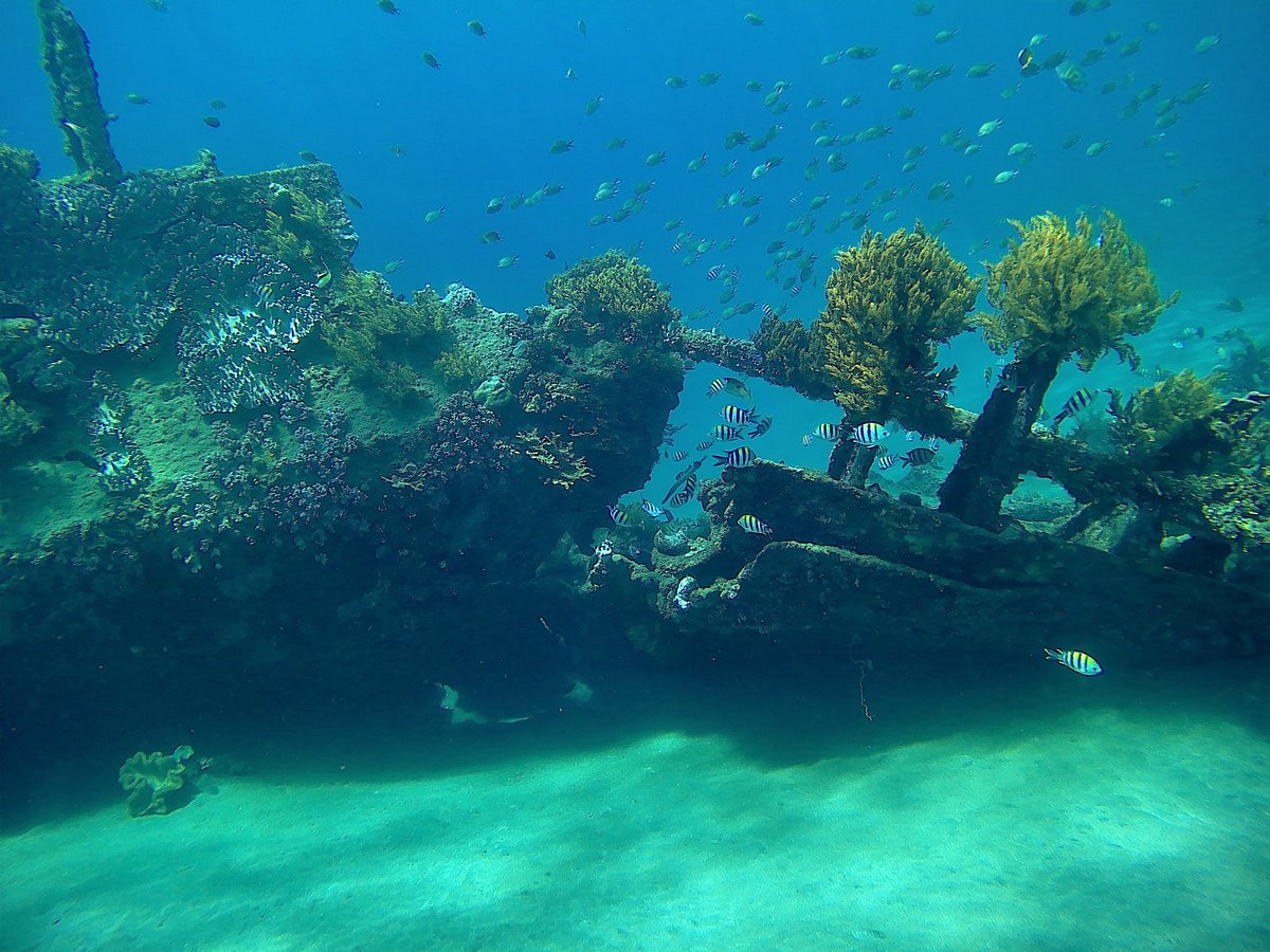 Sea turtle swimming over coral reef in Amed