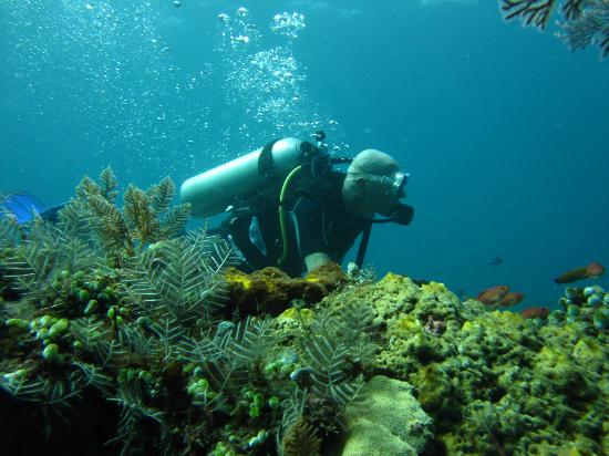 Colorful coral garden with tropical fish
