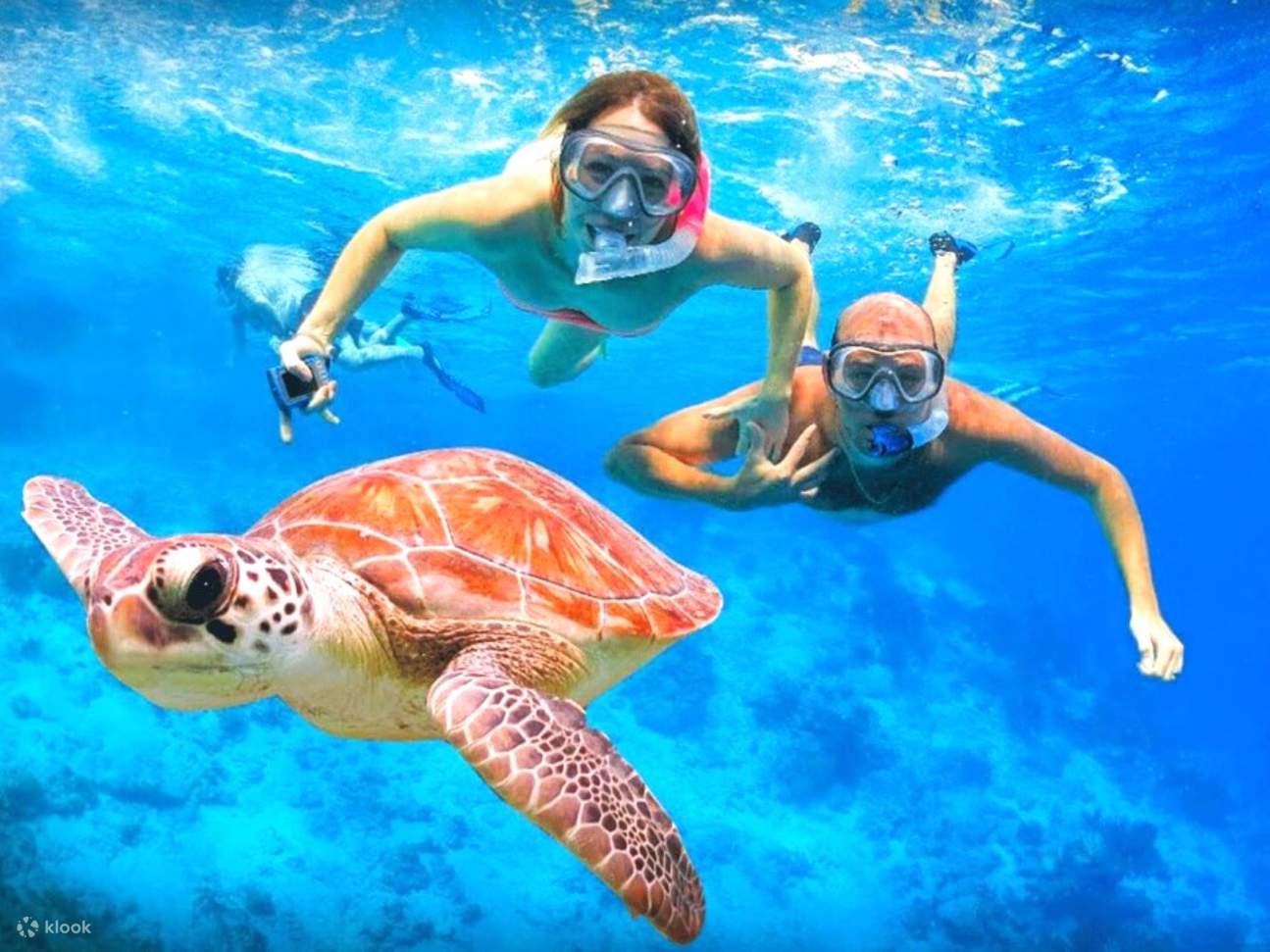 Marine Life