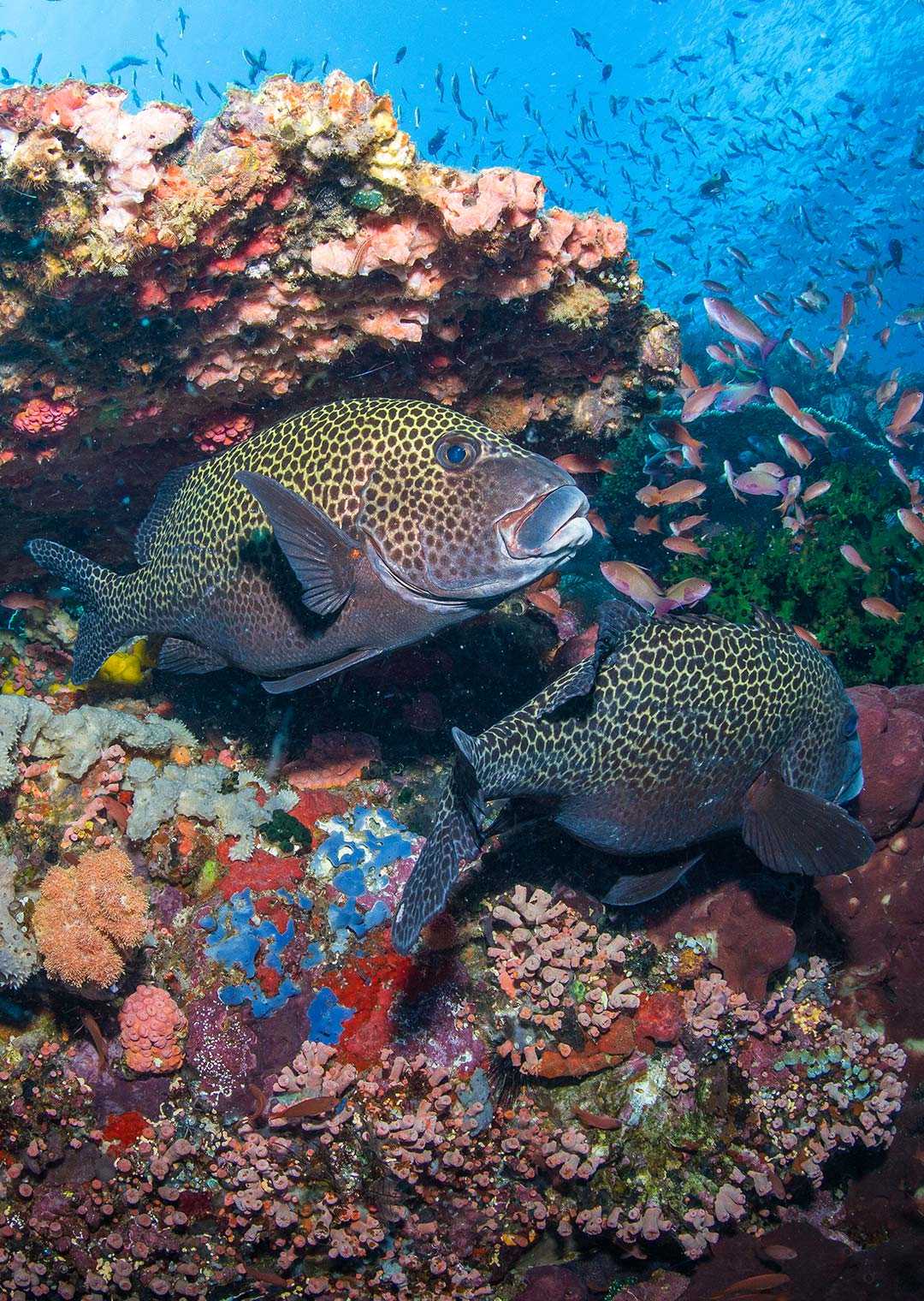 Coral Formation