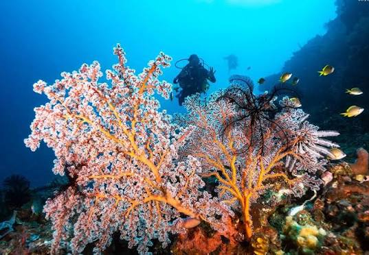 Coral Garden