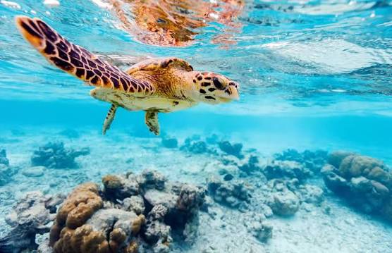 Turtle Point