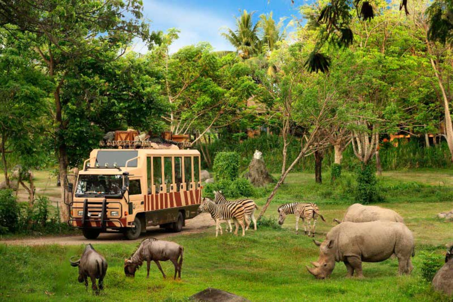 Safari
