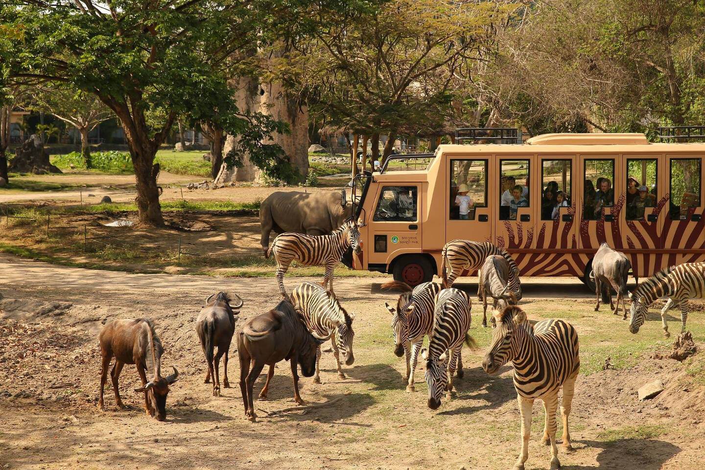 Safari truck