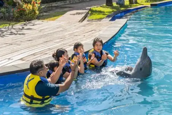 Swimming with dolphins