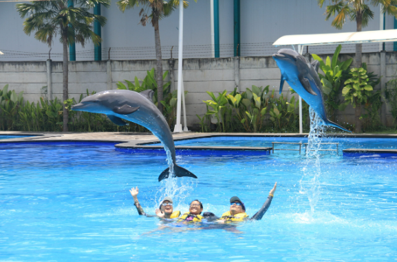 Dolphin show