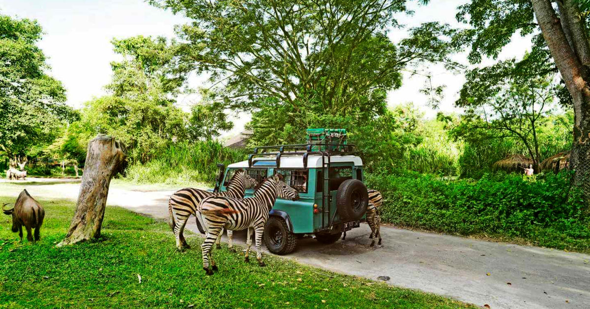 Bali Safari Park