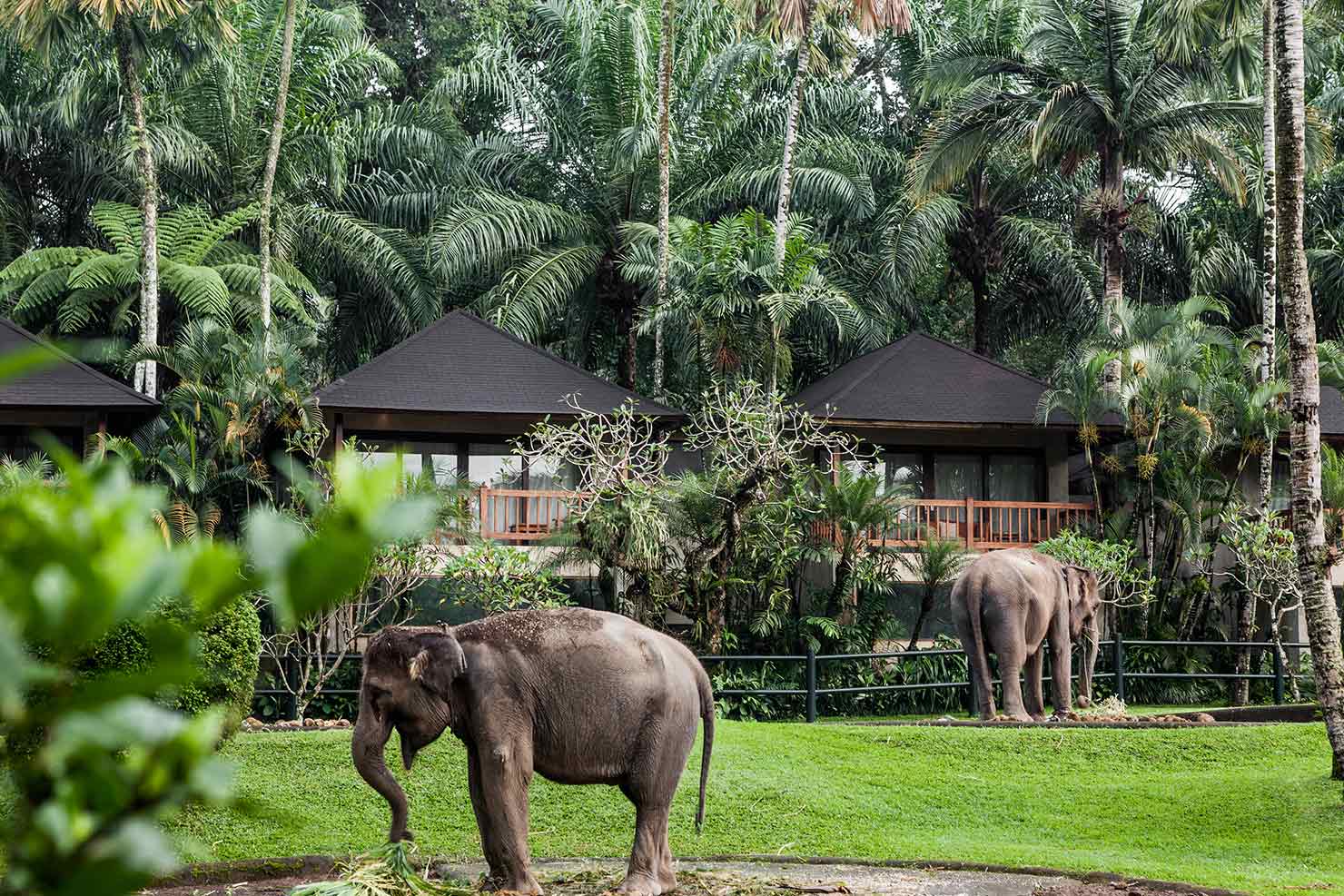 Elephant