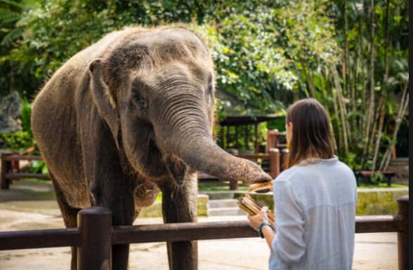 Feeding elephants