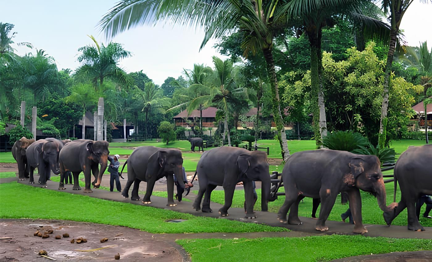 Elephant bathing