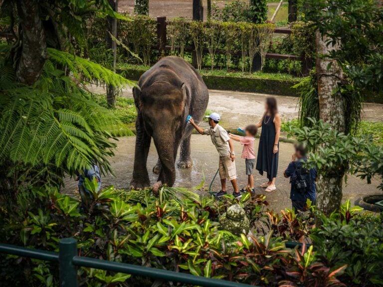 Elephant encounter