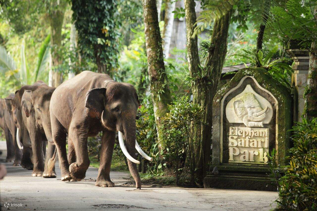 Elephant safari ride