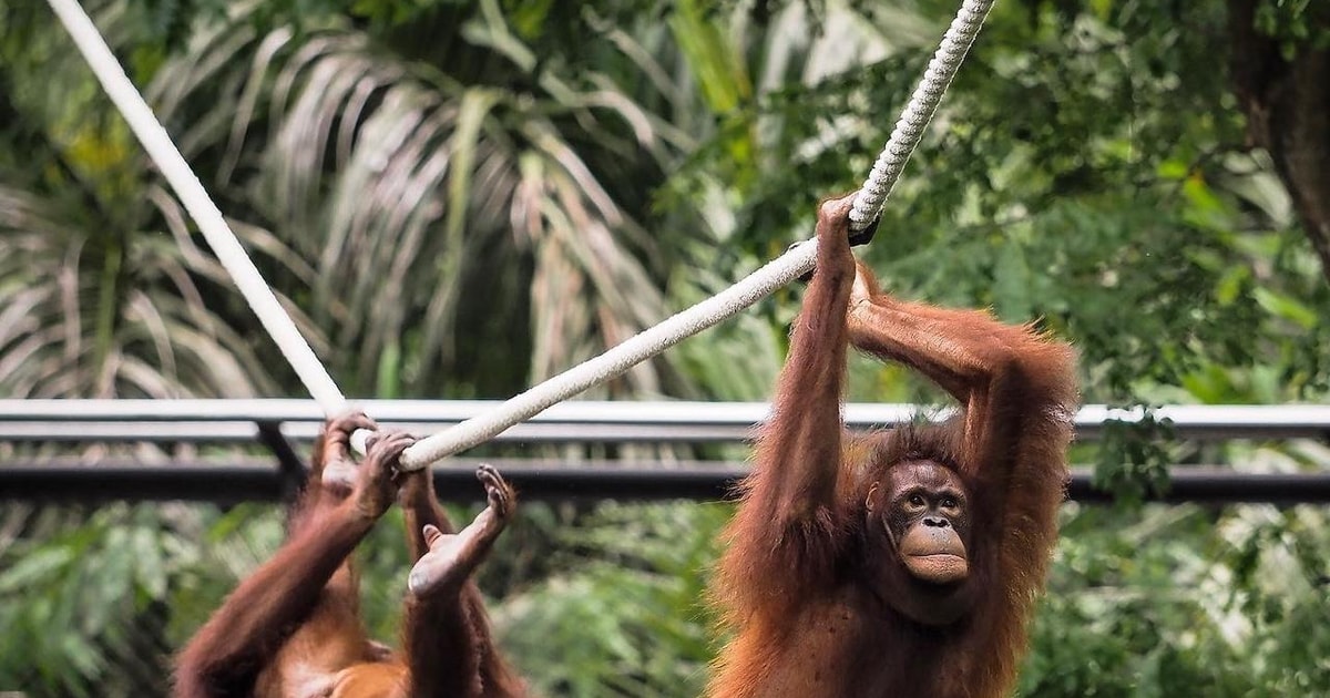 Orangutan