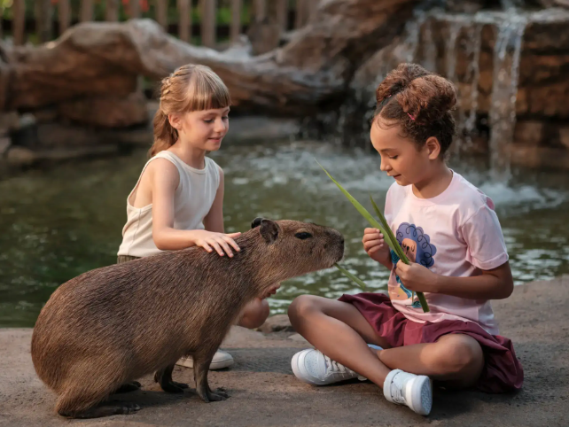 Capybara Experience