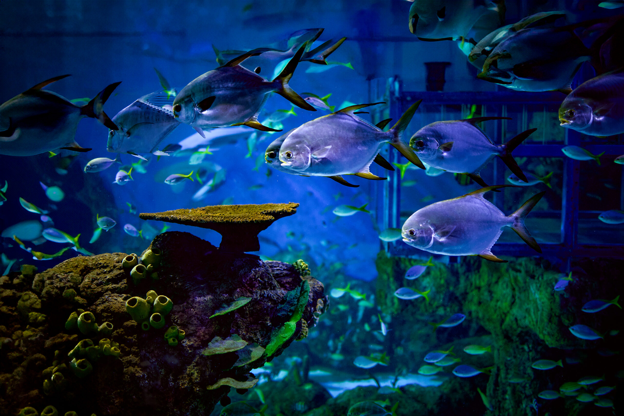 Safari Marine Park