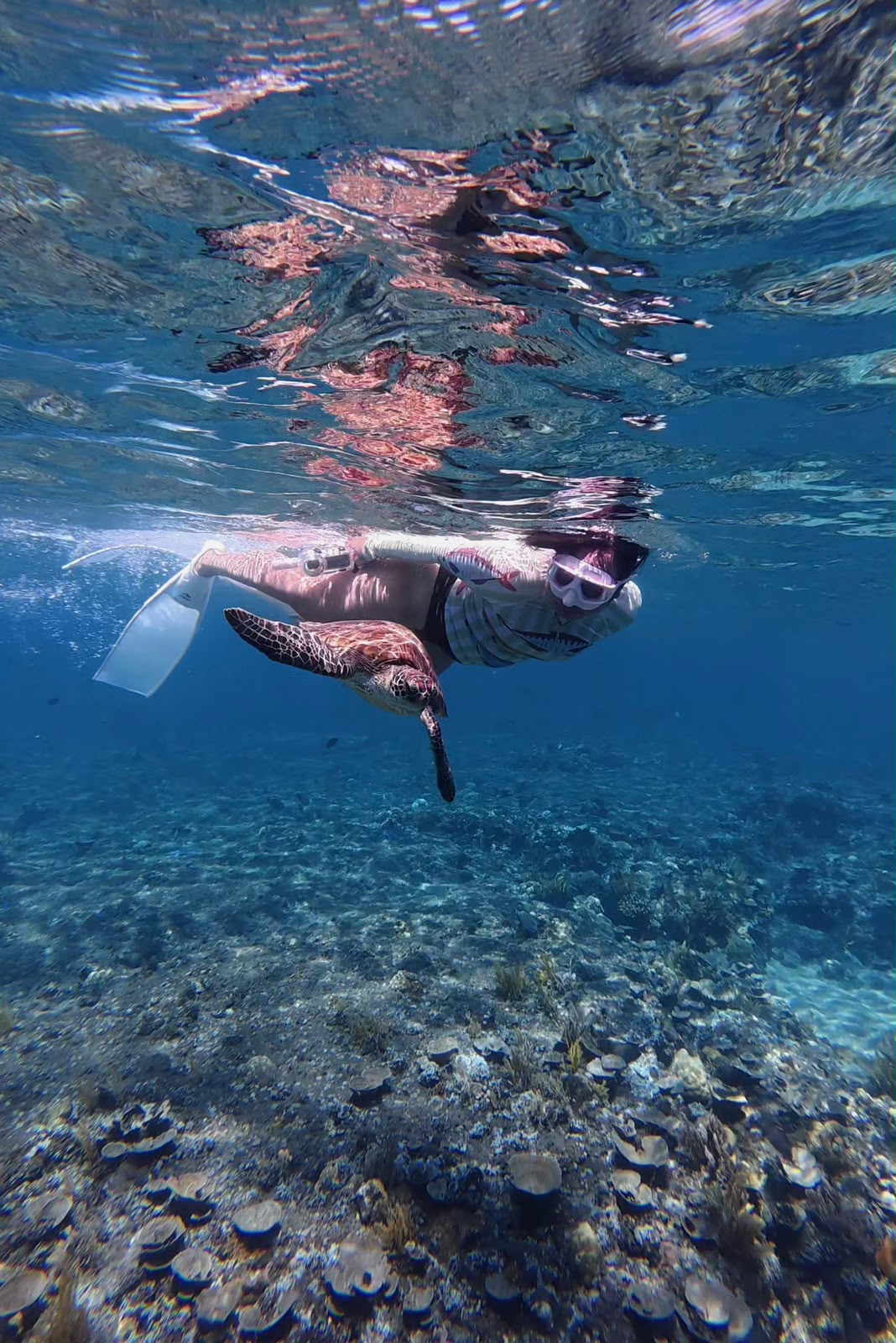 Clear underwater coral gardens in Jemeluk Bay
