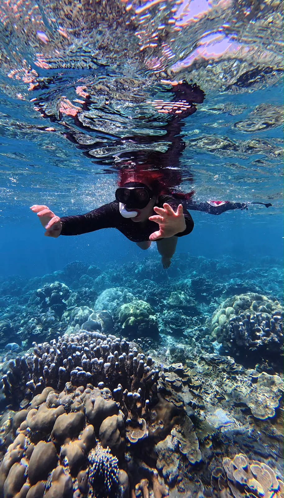 Green sea turtle swimming peacefully in Amed