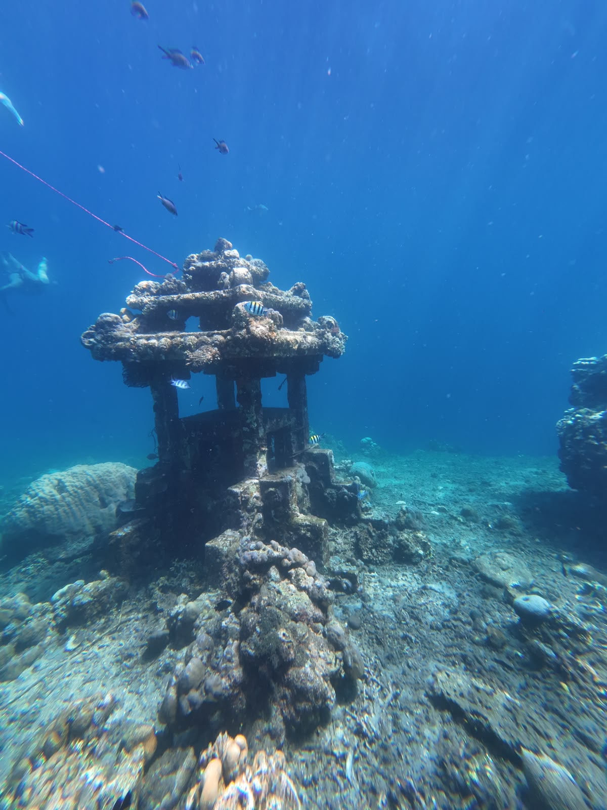 Vibrant marine life and crystal clear sea in Amed