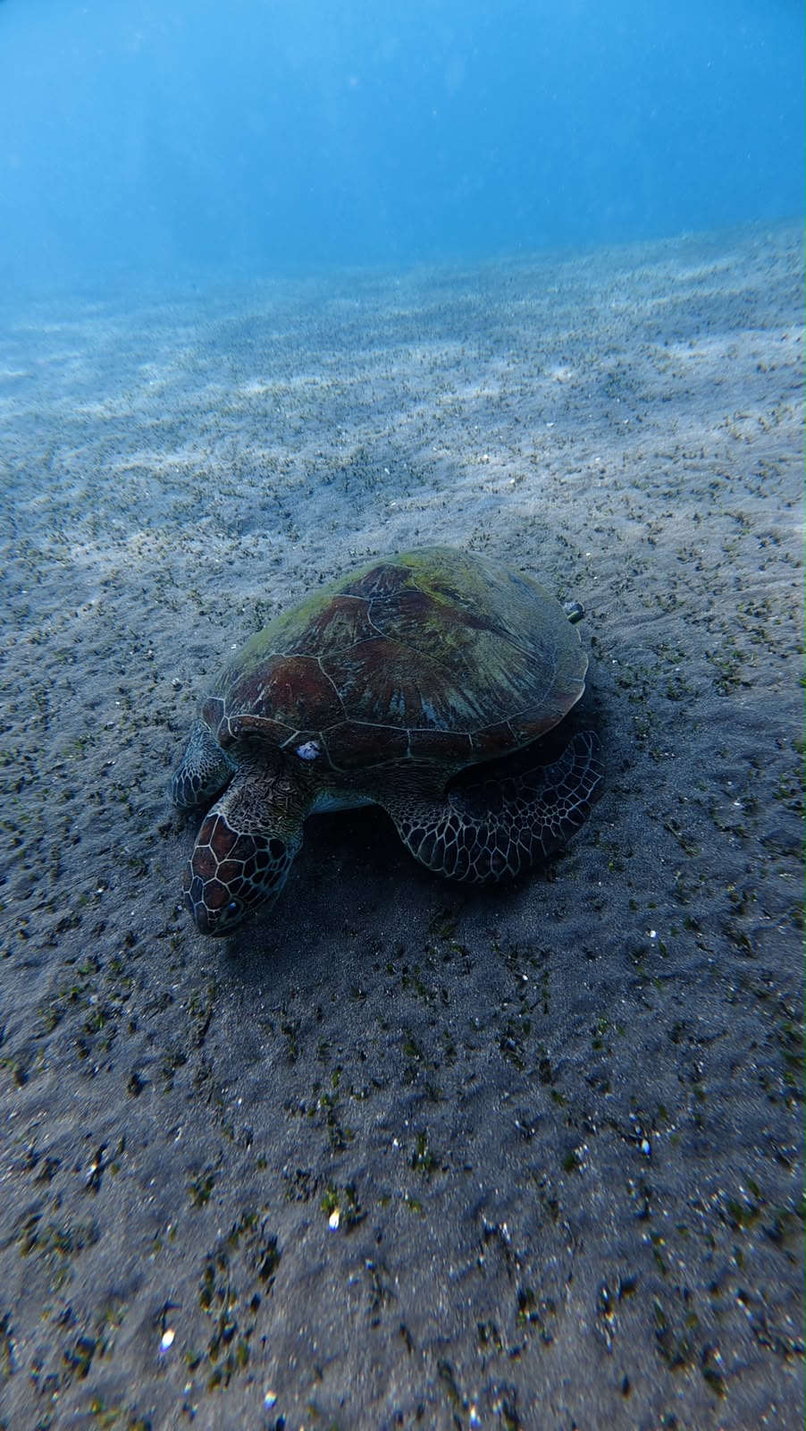 Underwater coral reefs and marine life in Amed