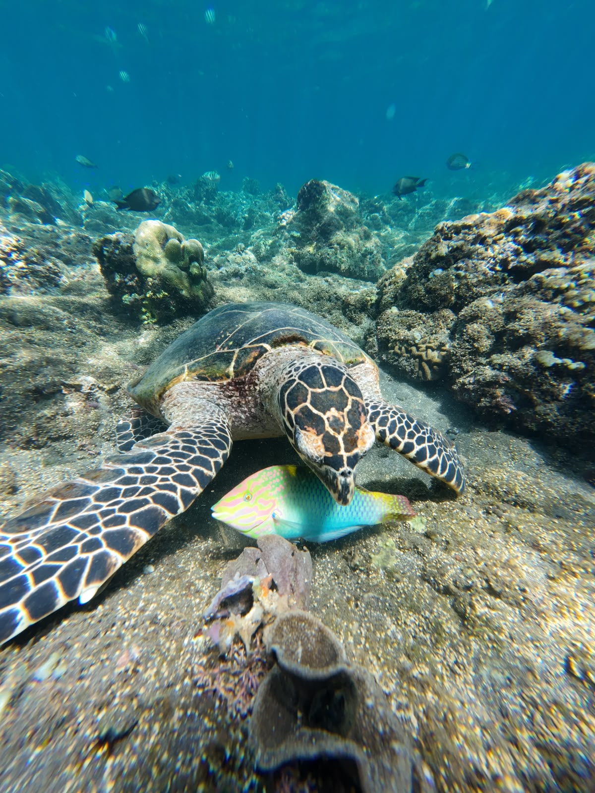 Snorkeling session highlights along the volcanic coast