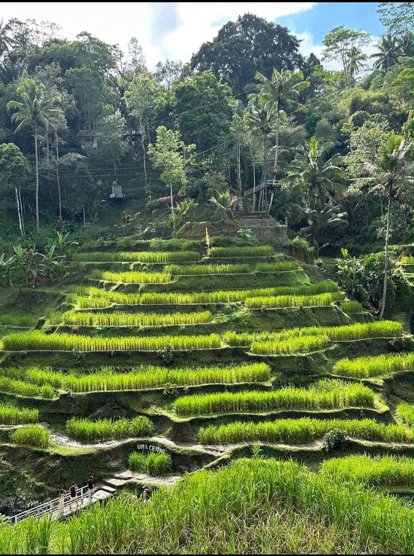 Ubud Tour