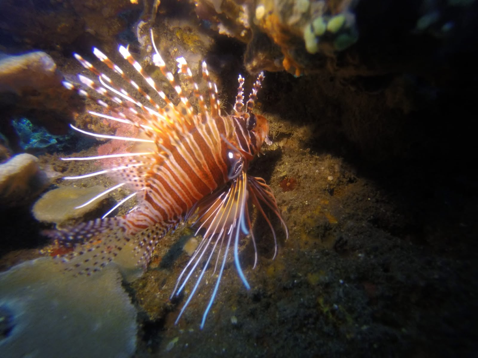Snorkeling in Bali