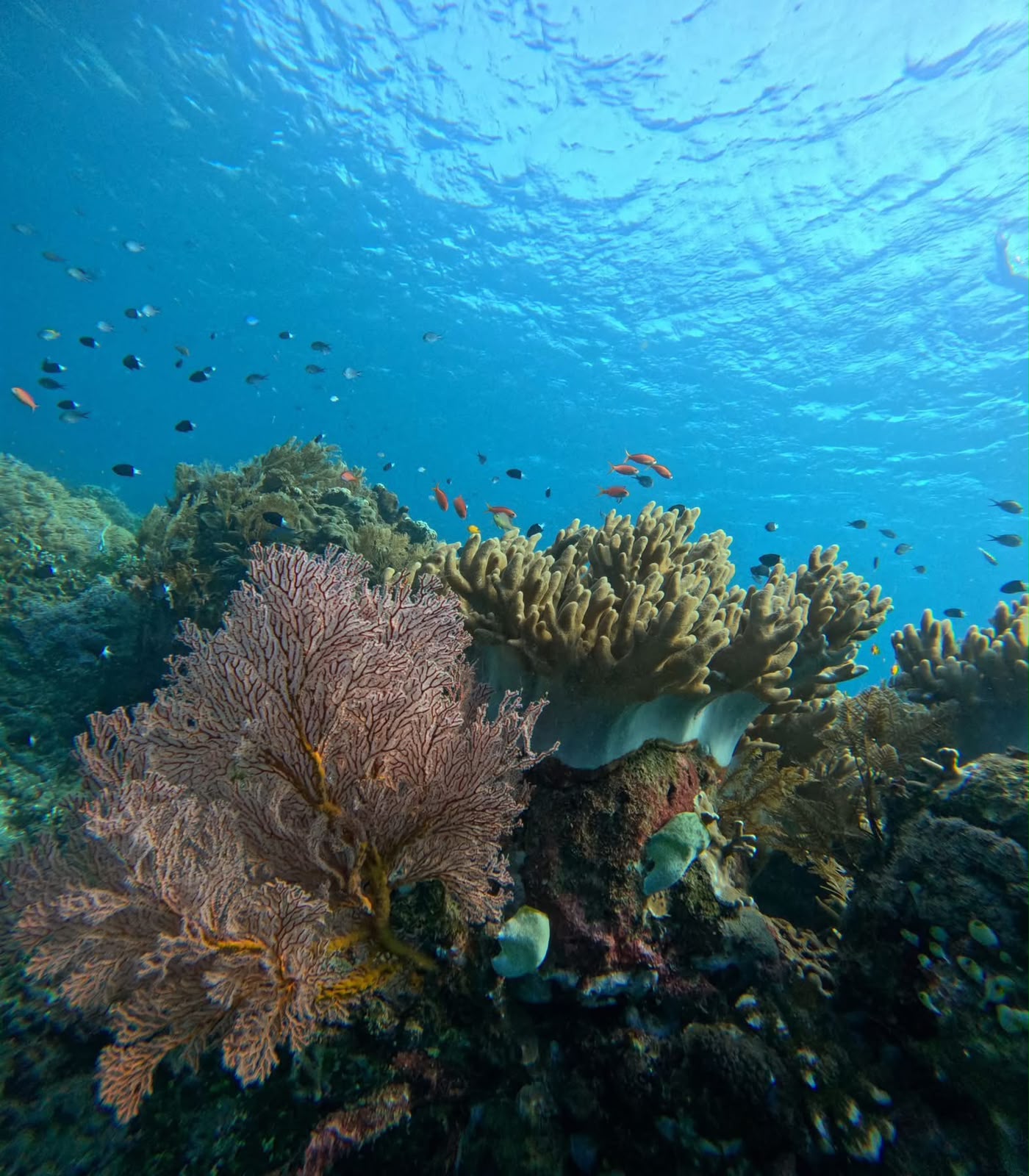 Blue Lagoon Snorkeling