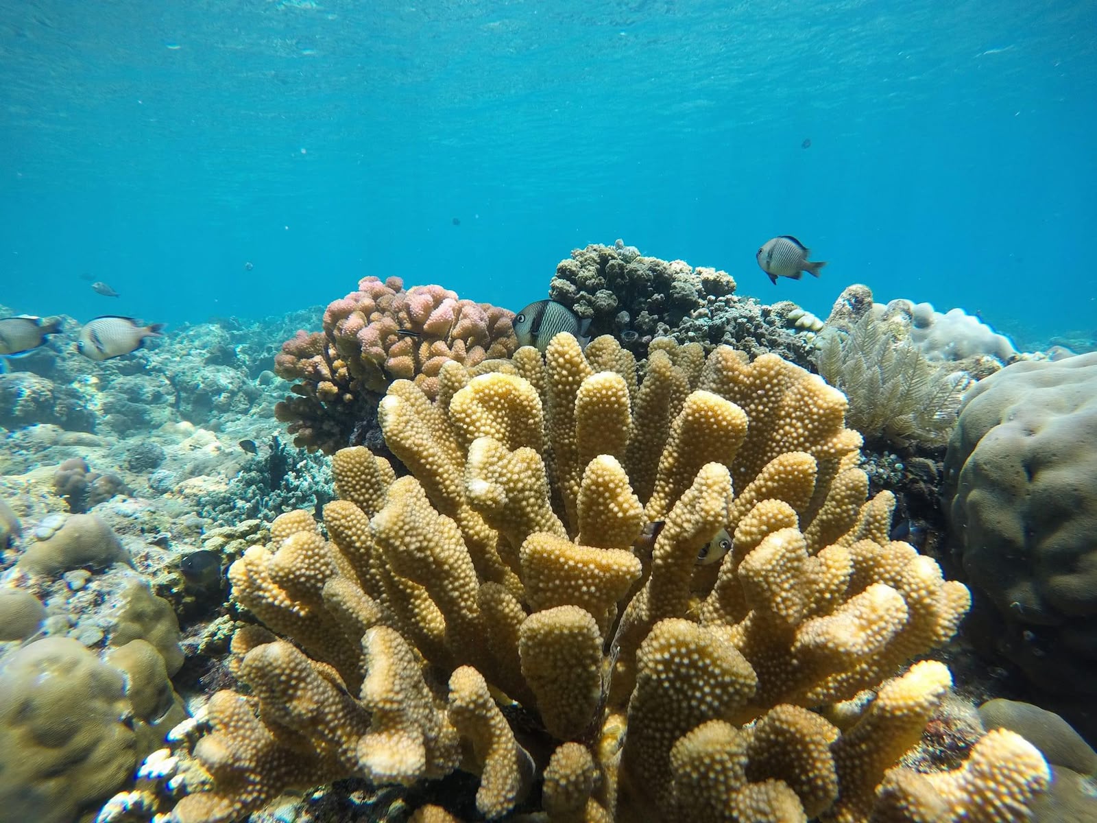 Snorkeling in Amed