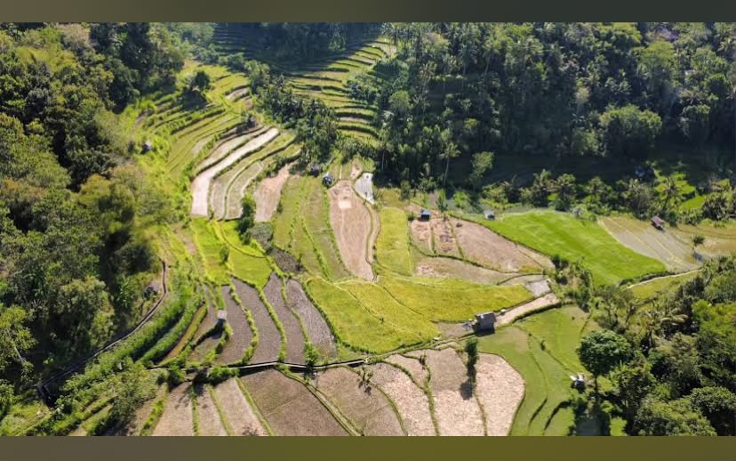 Tegalalang Rice Terraces
