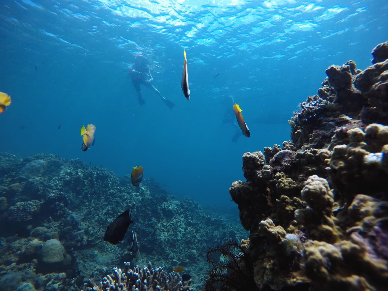 Schools of fish
