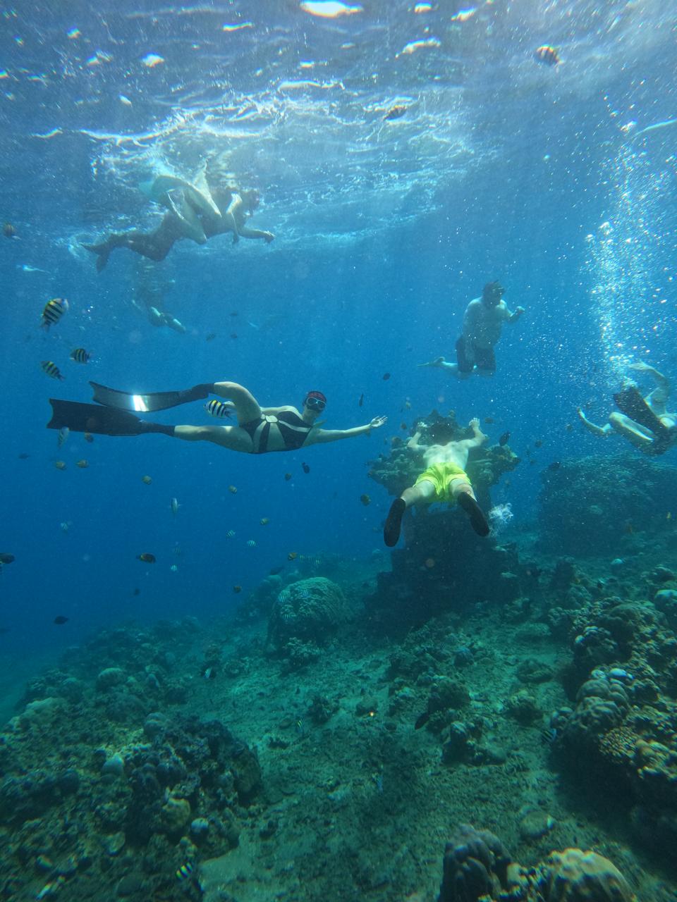 Sea turtle
