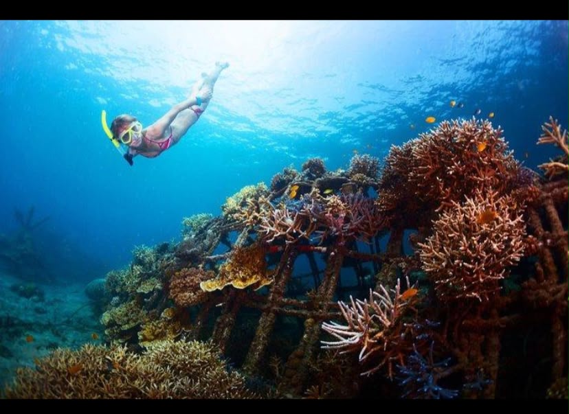 Snorkeling group