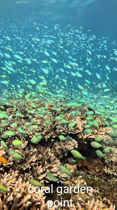 Underwater coral reef Amed