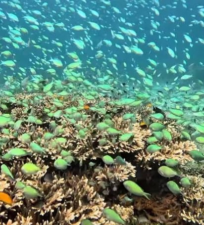 Coral reef underwater