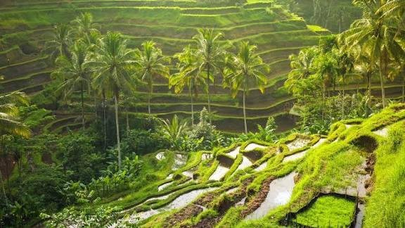 Cinematic view of Bali rice terraces
