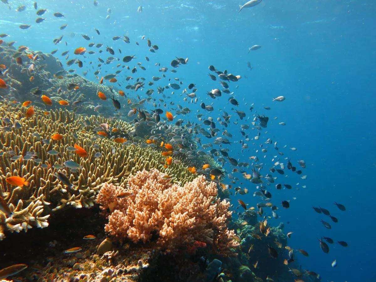 Underwater snorkel view