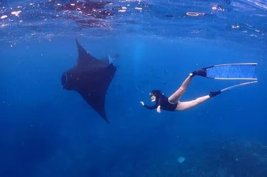 Show snorkeling