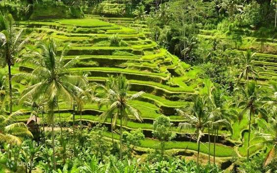 Ubud