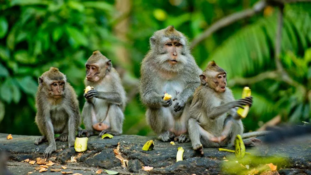 Bali Best of Ubud Tour with Jungle Swing