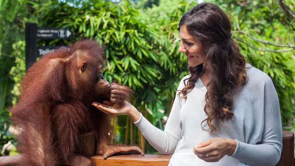 Breakfast with Orangutan