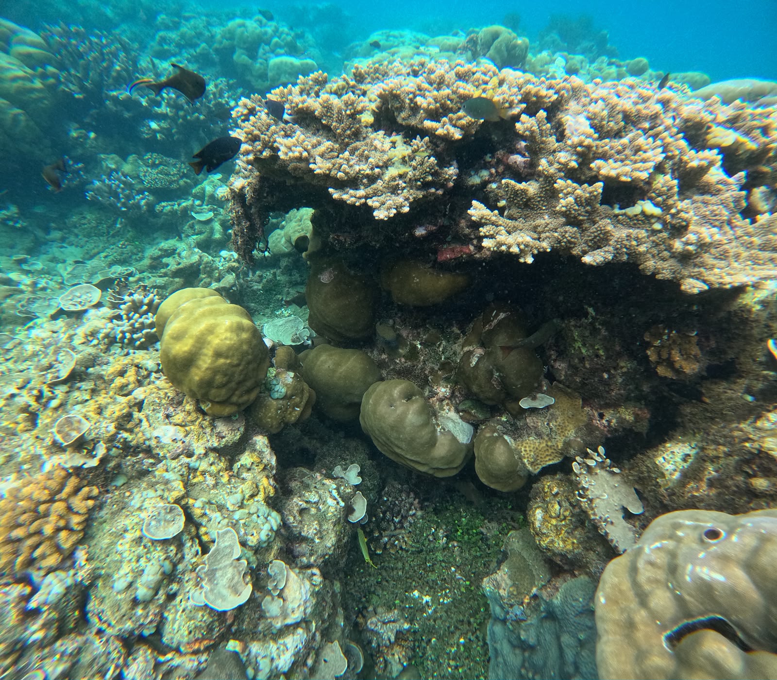 Clear turquoise water and coral reef for snorkeling in Bali