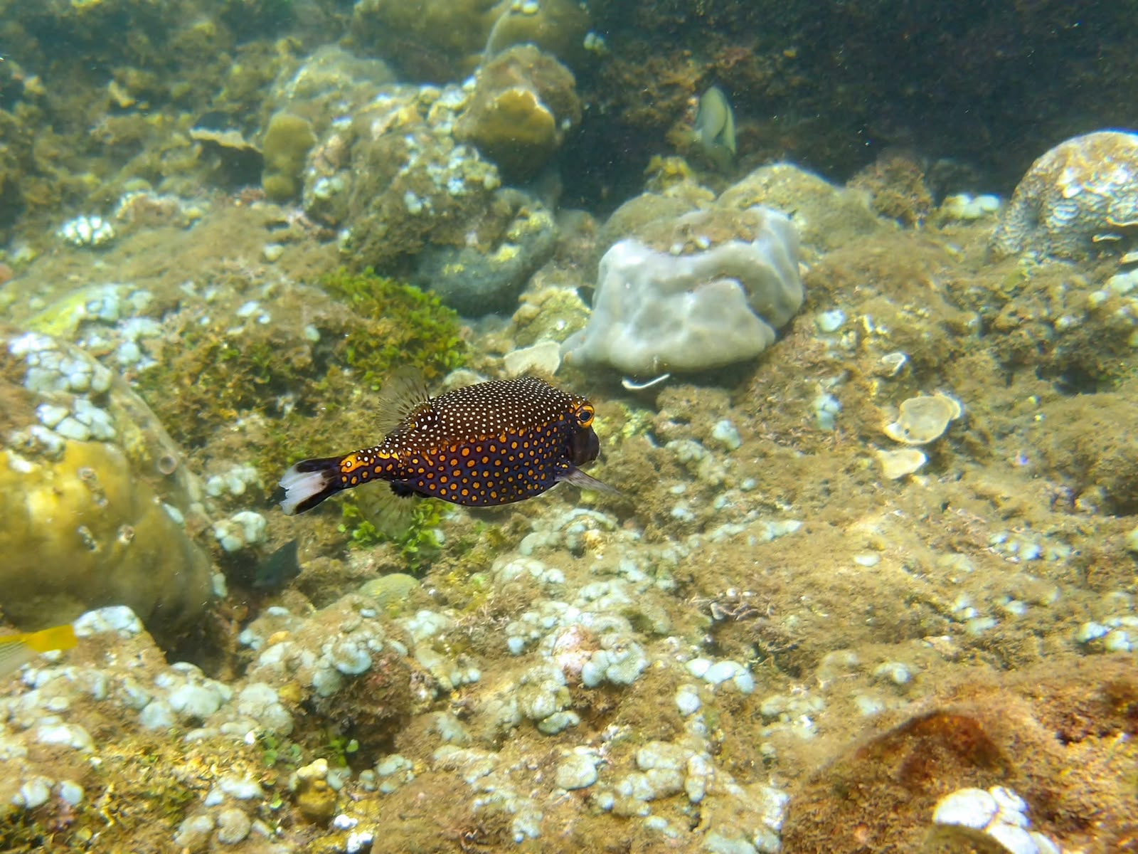 Snorkeling in clear tropical water near Amed, Bali