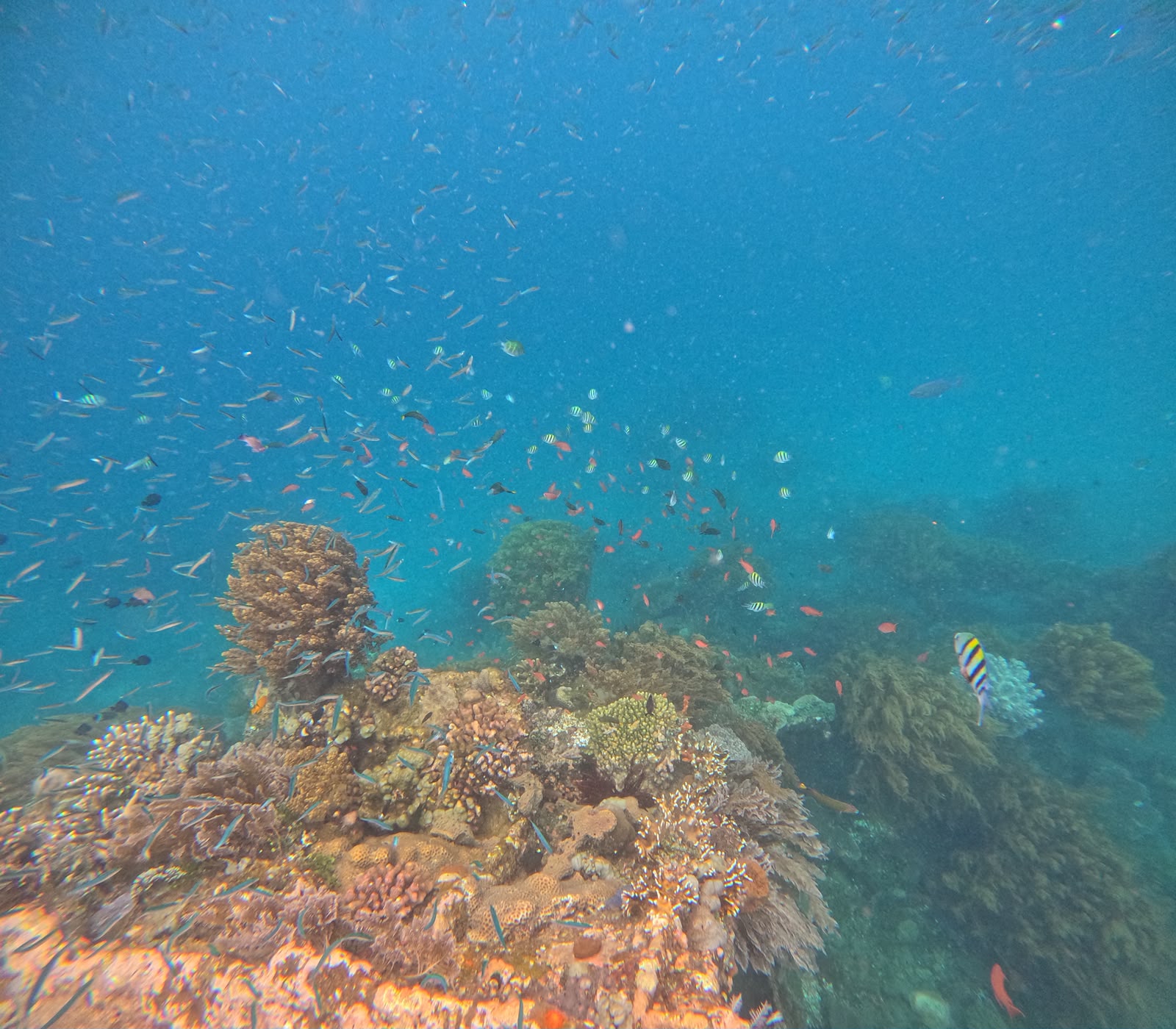 Colorful coral garden and tropical fish in Lipah, Amed