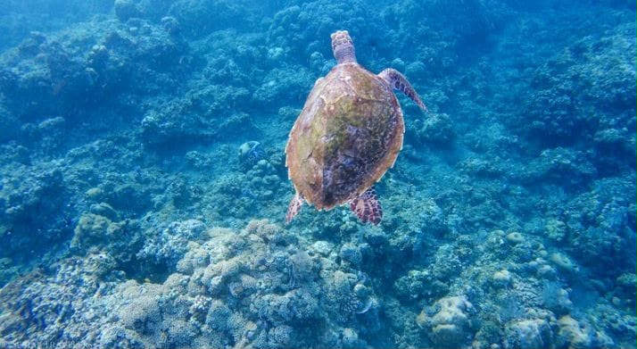 Sea turtle swimming underwater in Amed, Bali