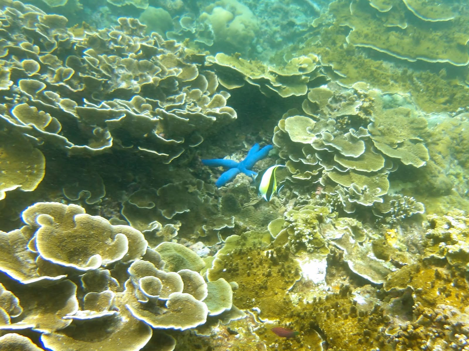 Amed coastline and tropical sea in East Bali