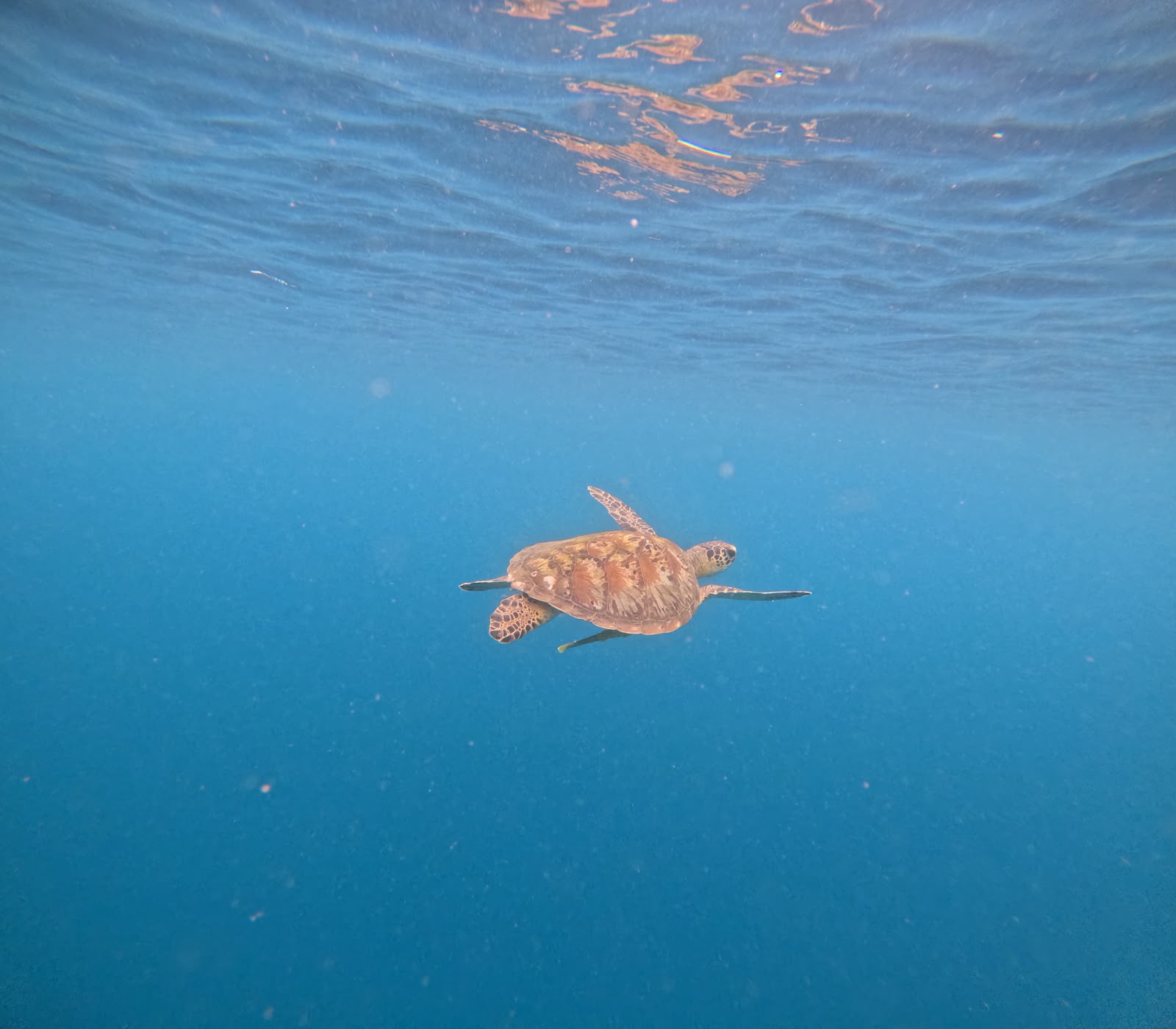 Clear turquoise water with coral reef, tropical fish and snorkeling in Bali