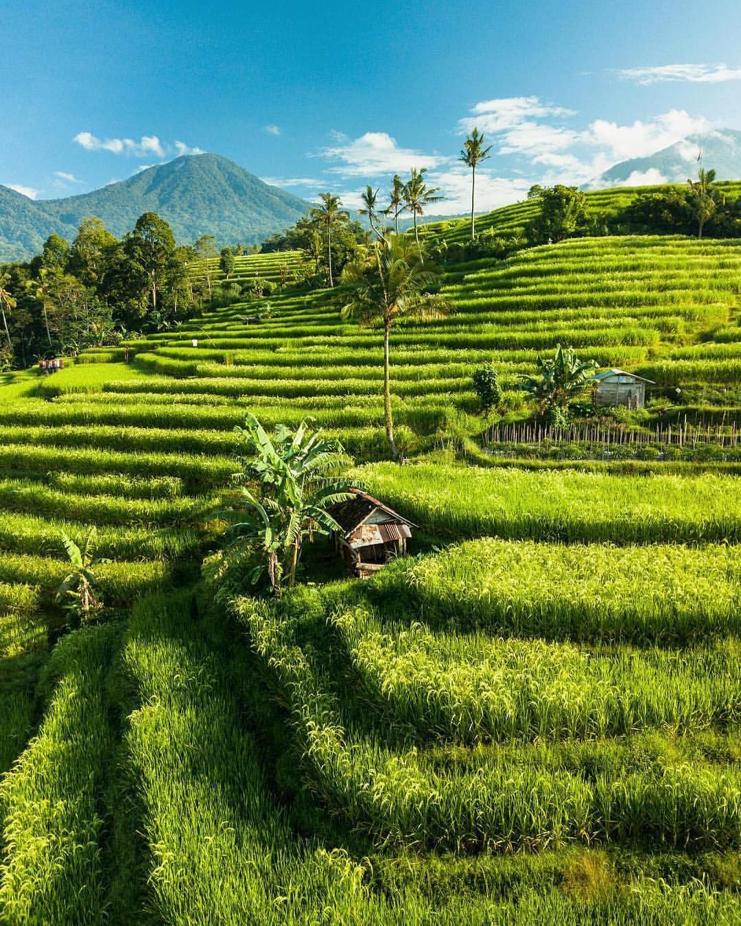 Berina Rice Terrace with peaceful green rice fields in East Bali