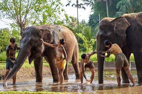 Elephant Mud Fun Bathing