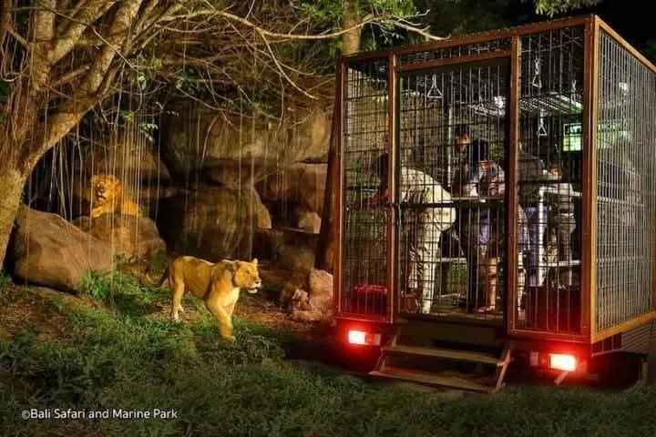 Night Safari & Fire Dance